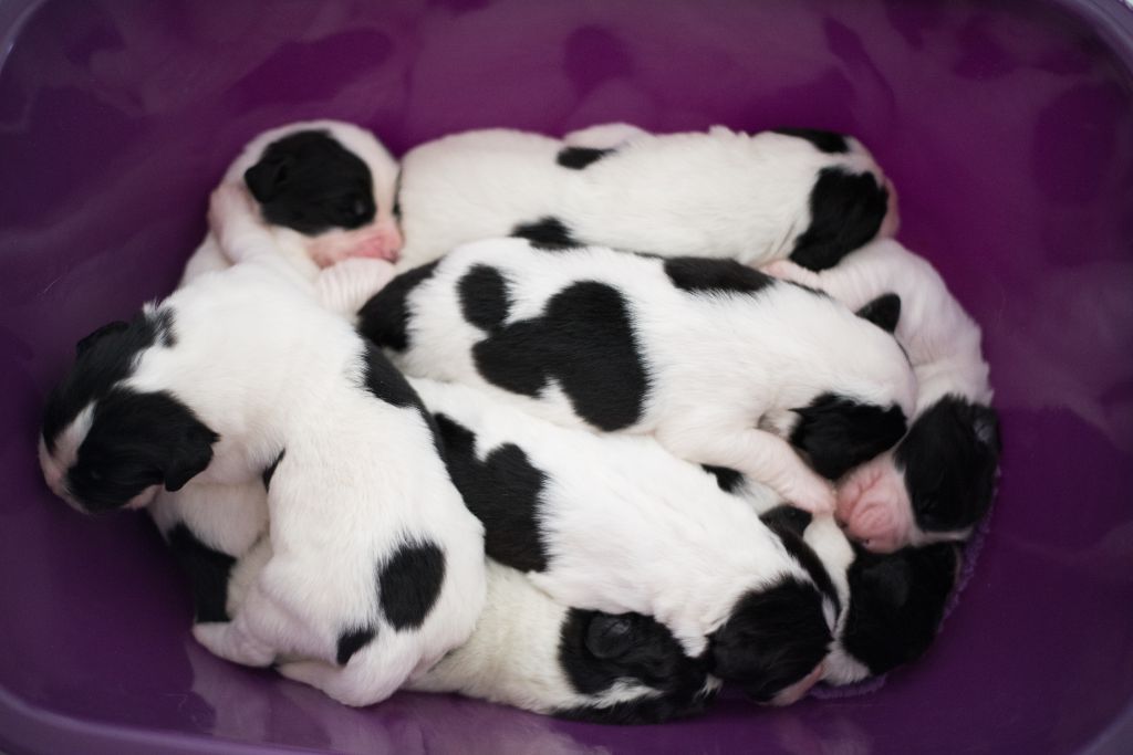 Des Pandas Des Terres Rouges - Naissance <3 Bébés de Niu <3 