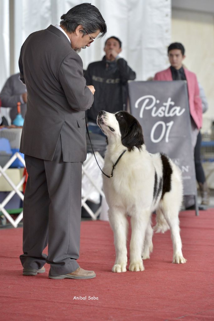 Des Pandas Des Terres Rouges - Champion Jeune du Chili