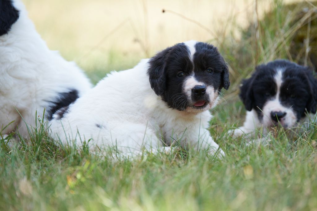 Des Pandas Des Terres Rouges - Chiot disponible  - Landseer type continental europeen