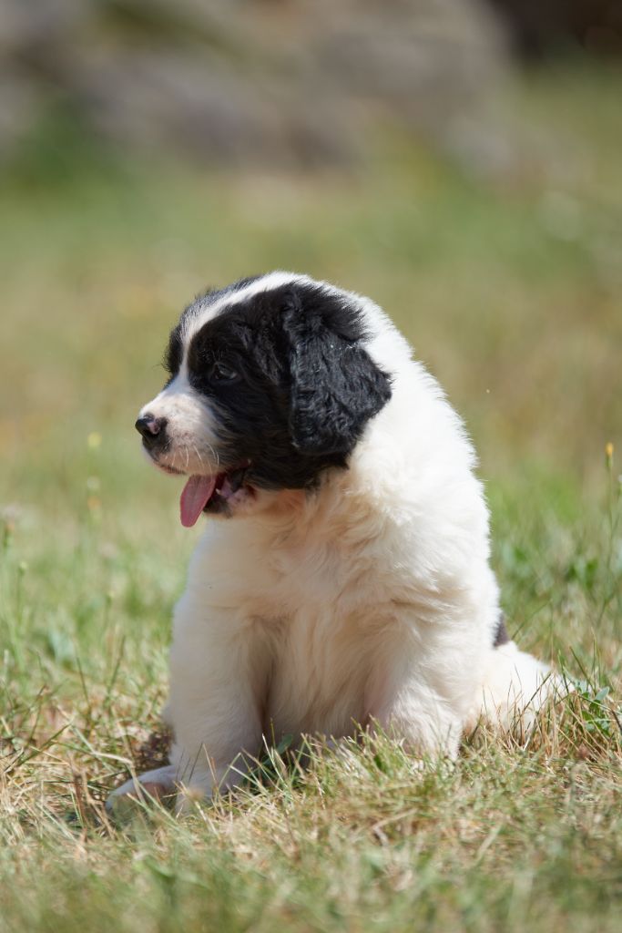 Des Pandas Des Terres Rouges - Chiot disponible  - Landseer type continental europeen