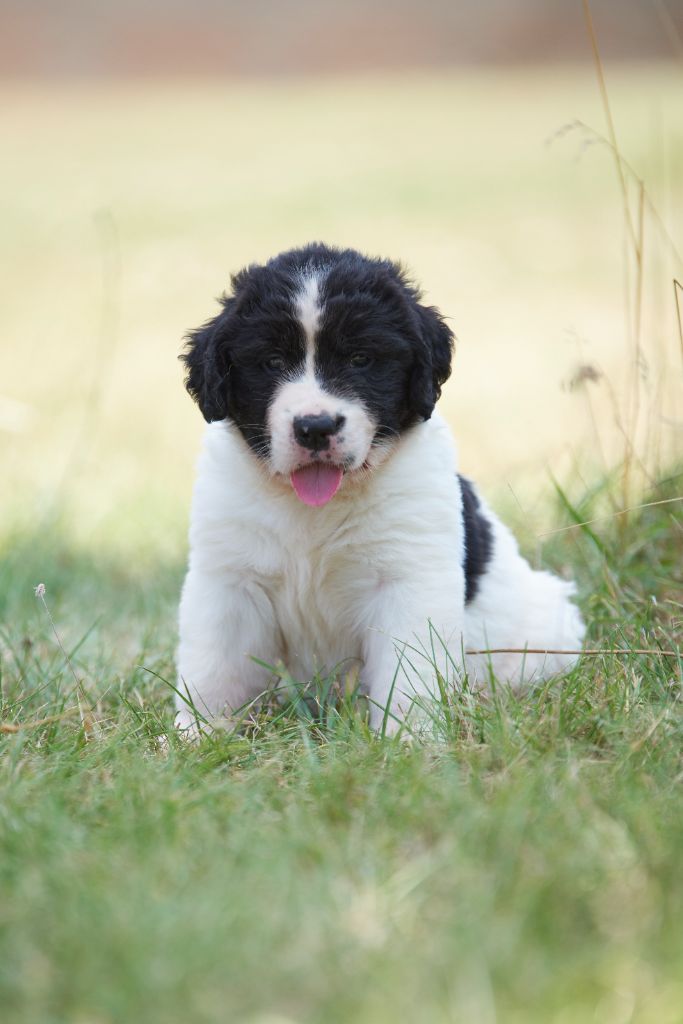 Des Pandas Des Terres Rouges - Chiot disponible  - Landseer type continental europeen