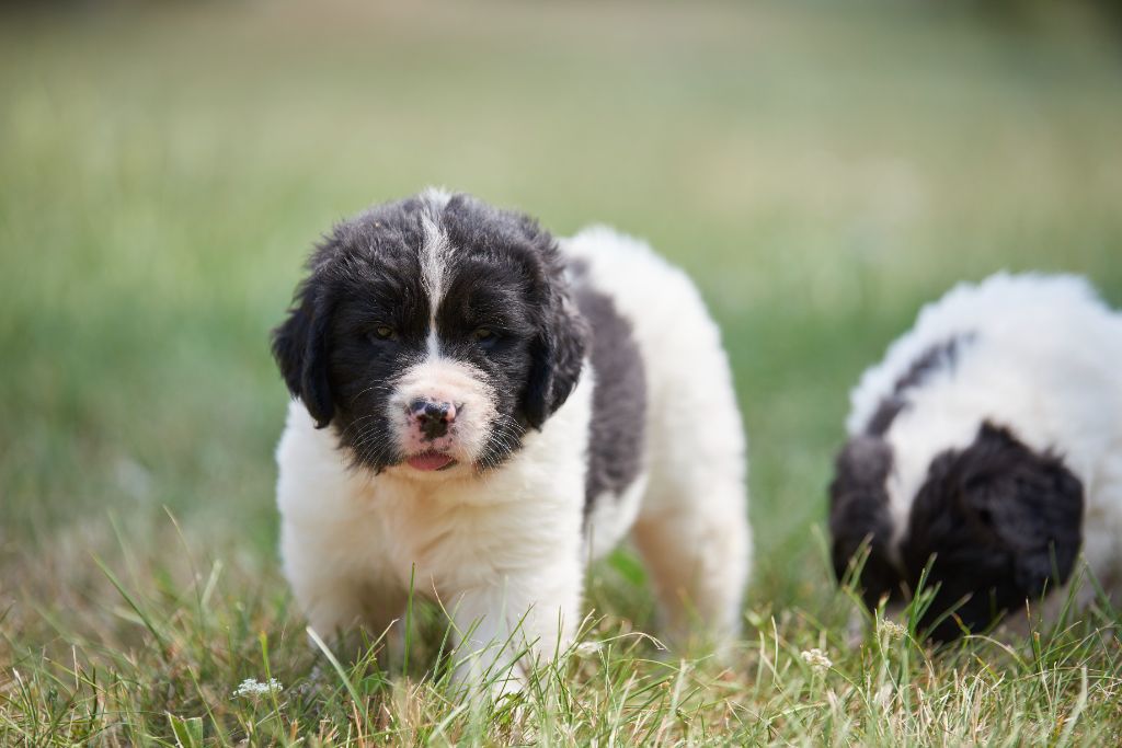 Des Pandas Des Terres Rouges - Chiot disponible  - Landseer type continental europeen