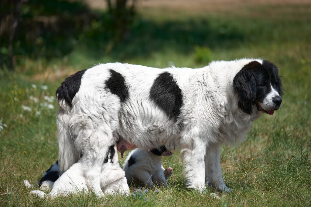 chiot Landseer type continental europeen Des Pandas Des Terres Rouges