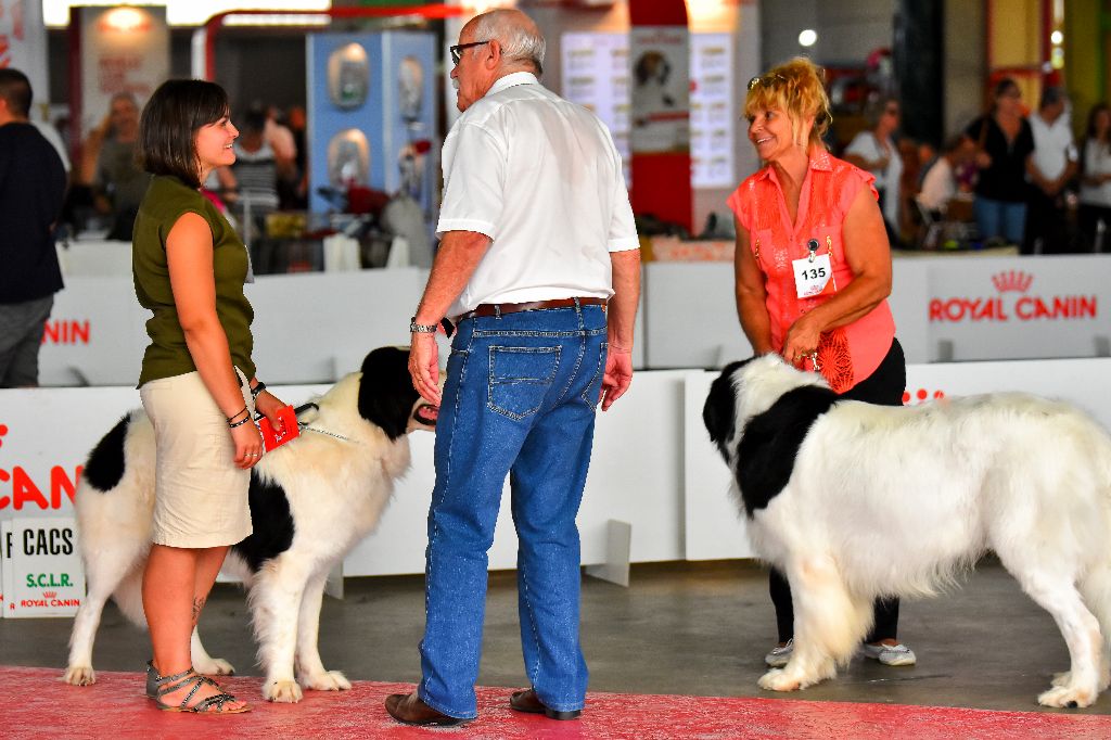 Des Pandas Des Terres Rouges - CACIB ALES 2017