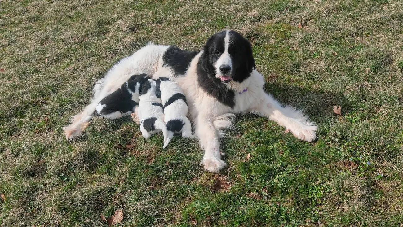 Nouvelle portée en vue ❤ 🐾🎁😍