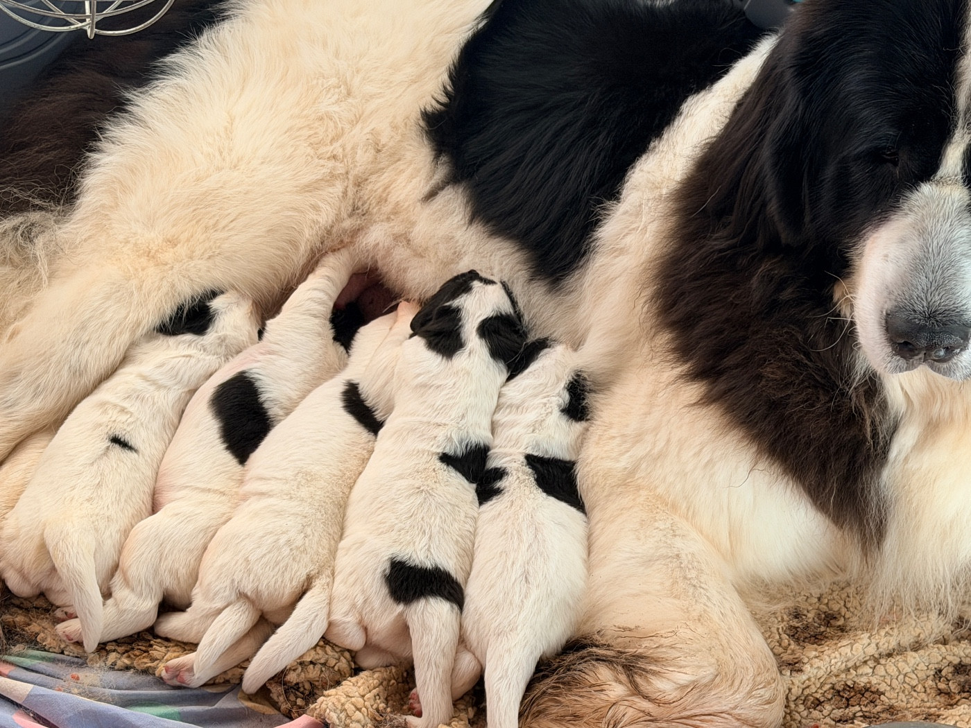 Une naissance de petits pandas !