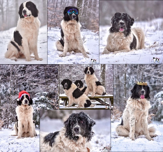 Des Pandas Des Terres Rouges - Vacances à la neige <3
