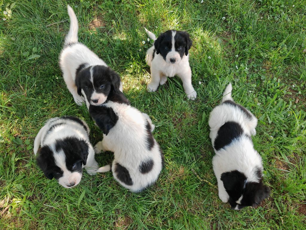 5 petits mâles sont nés 