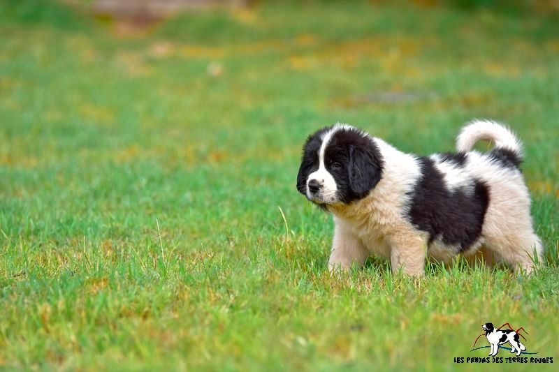Des Pandas Des Terres Rouges - Naissance attendu pour début 2018 <3