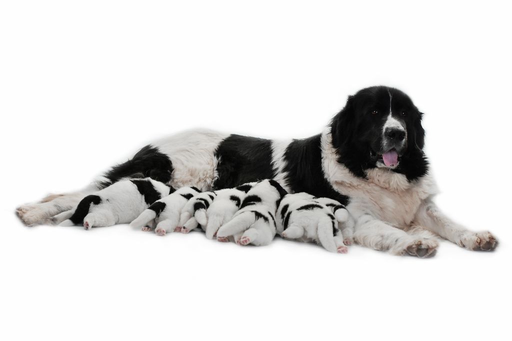 Des Pandas Des Terres Rouges - Les bébés sont nés <3 <3