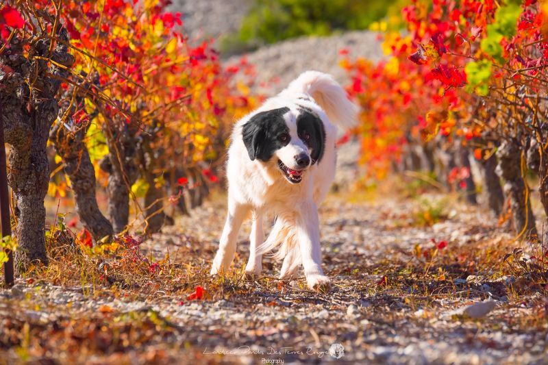 Des Pandas Des Terres Rouges - l'automne est bien là <3