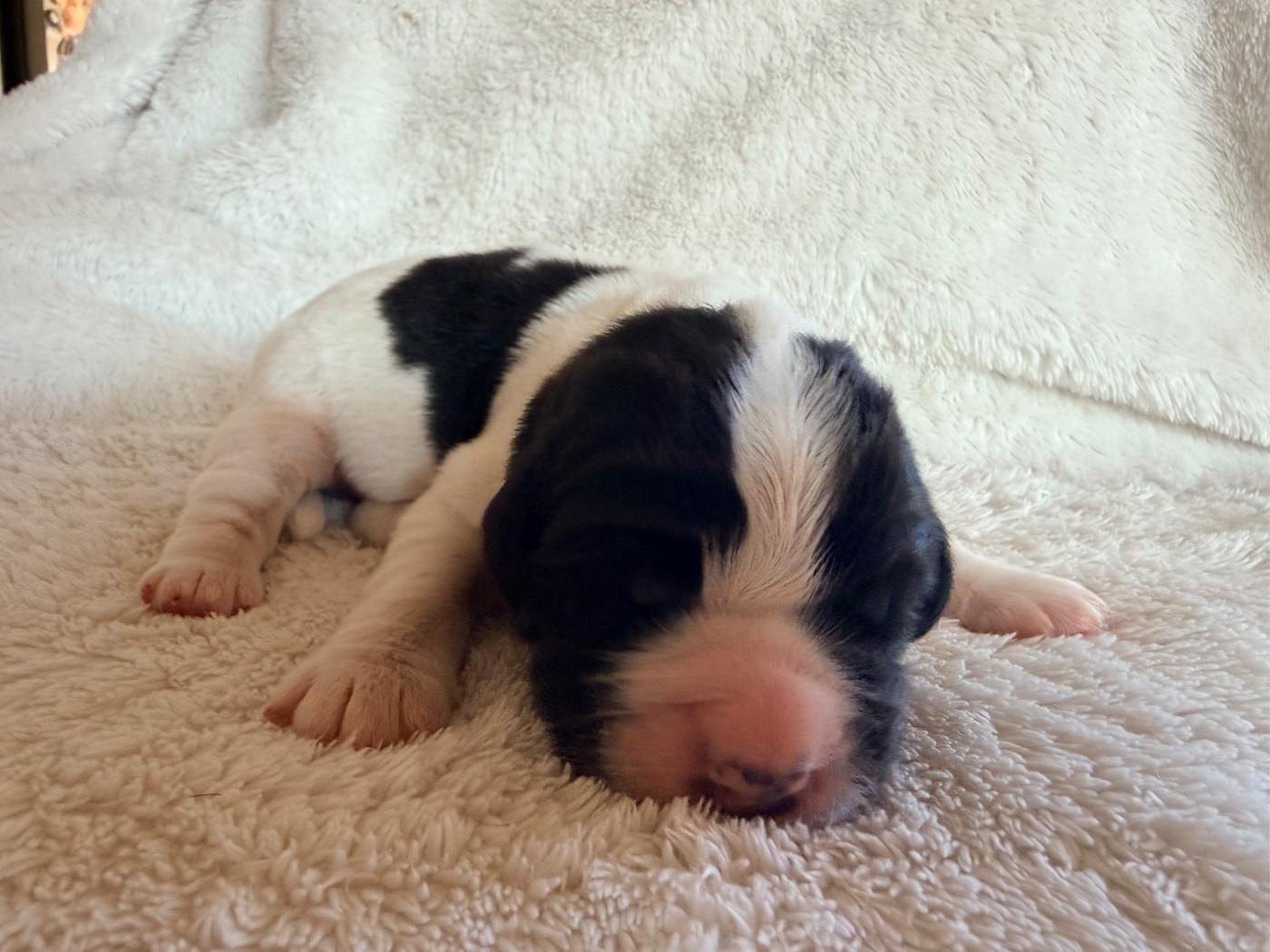 Des Pandas Des Terres Rouges - Chiots disponibles - Landseer type continental europeen