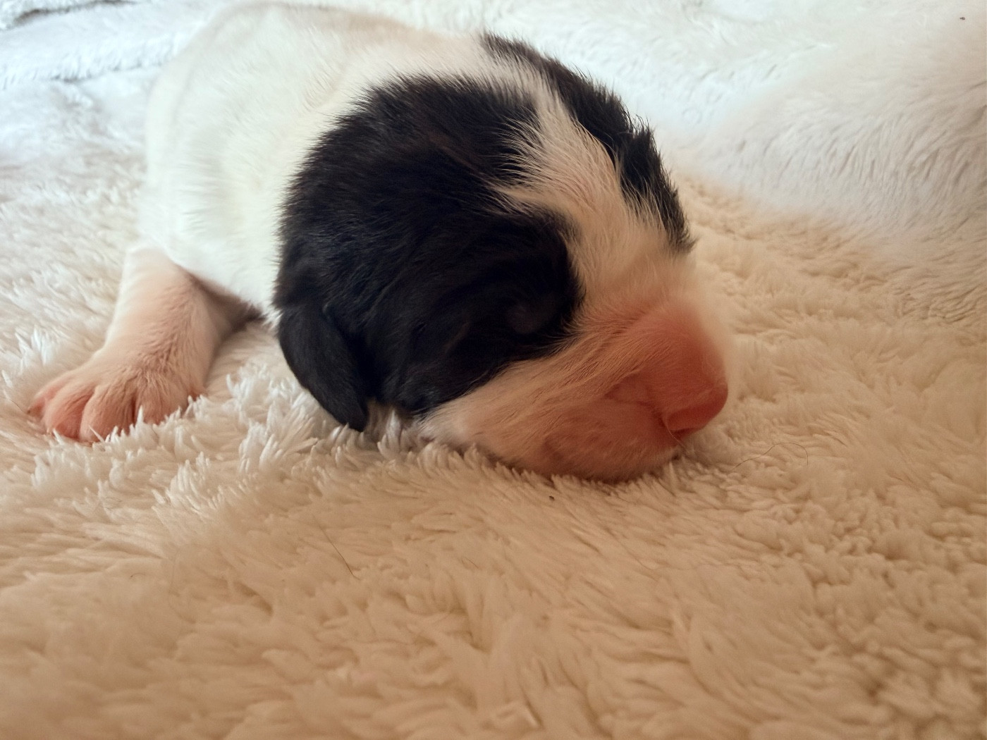 Des Pandas Des Terres Rouges - Chiots disponibles - Landseer type continental europeen
