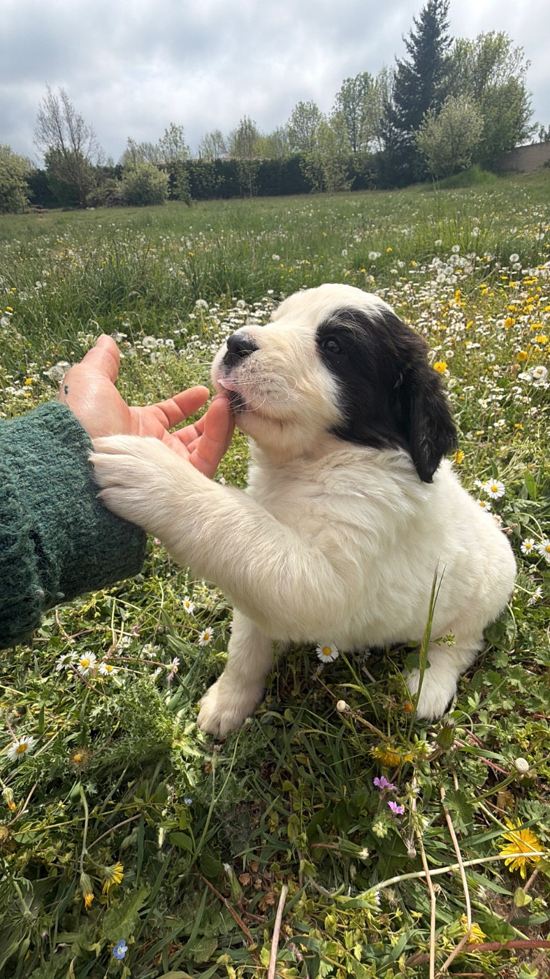 Des Pandas Des Terres Rouges - Chiots disponibles - Landseer type continental europeen