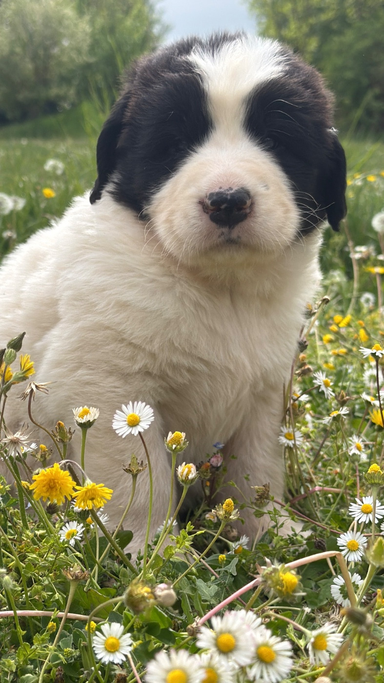 Des Pandas Des Terres Rouges - Chiots disponibles - Landseer type continental europeen