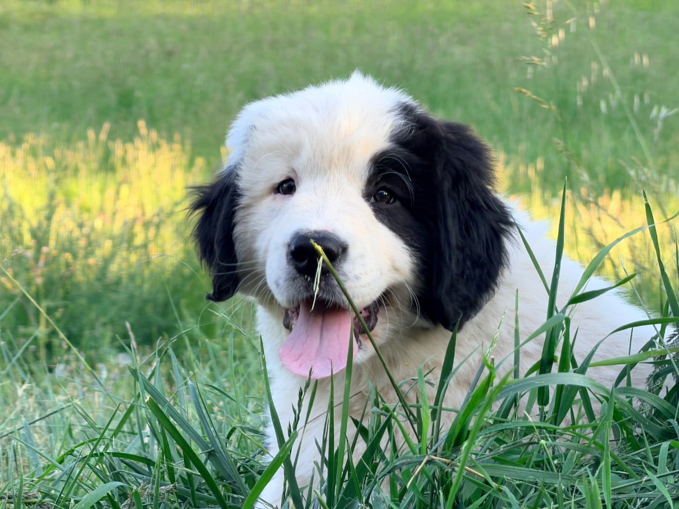 Des Pandas Des Terres Rouges - Chiots disponibles - Landseer type continental europeen