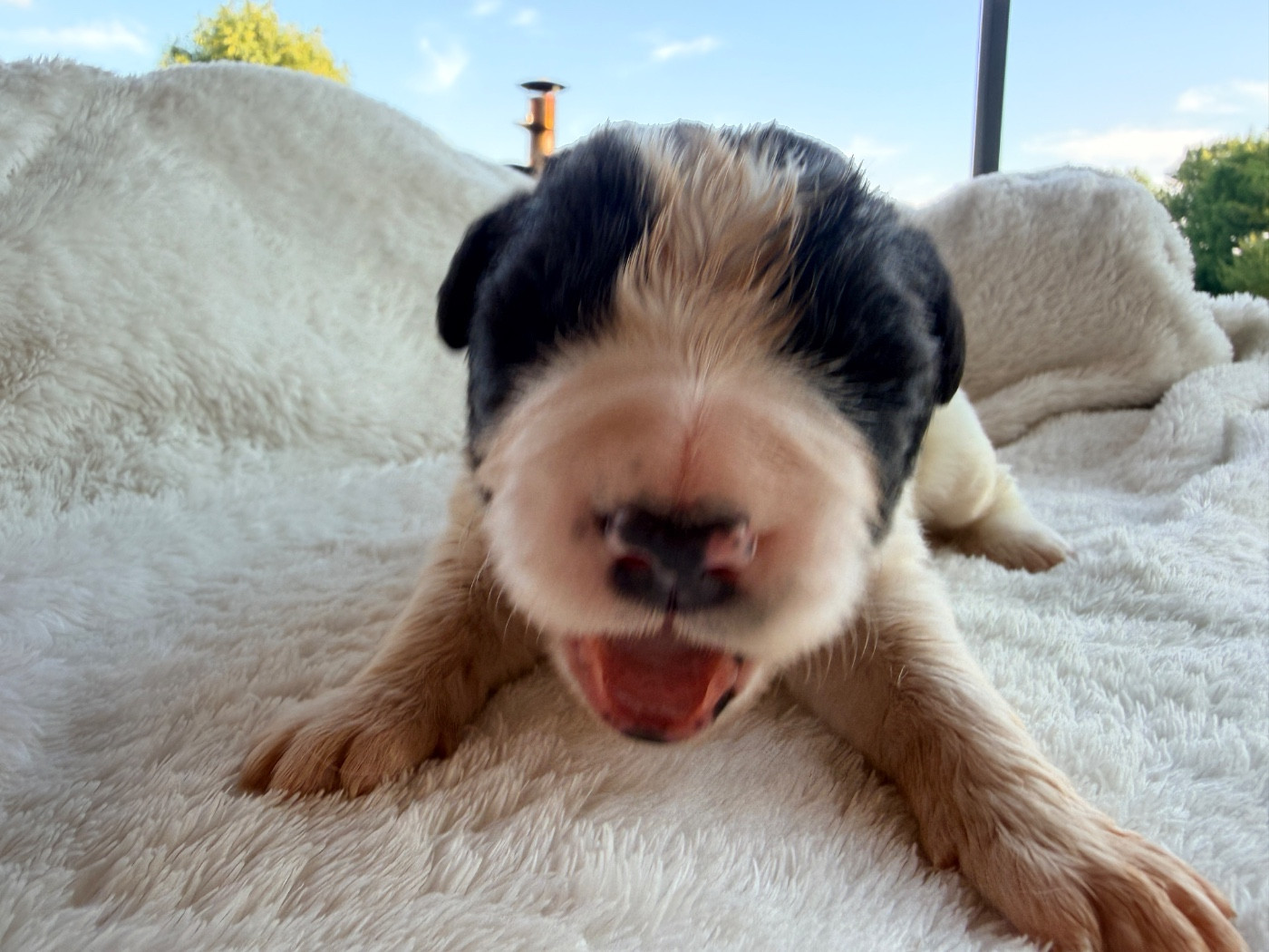 Des Pandas Des Terres Rouges - Chiots disponibles - Landseer type continental europeen