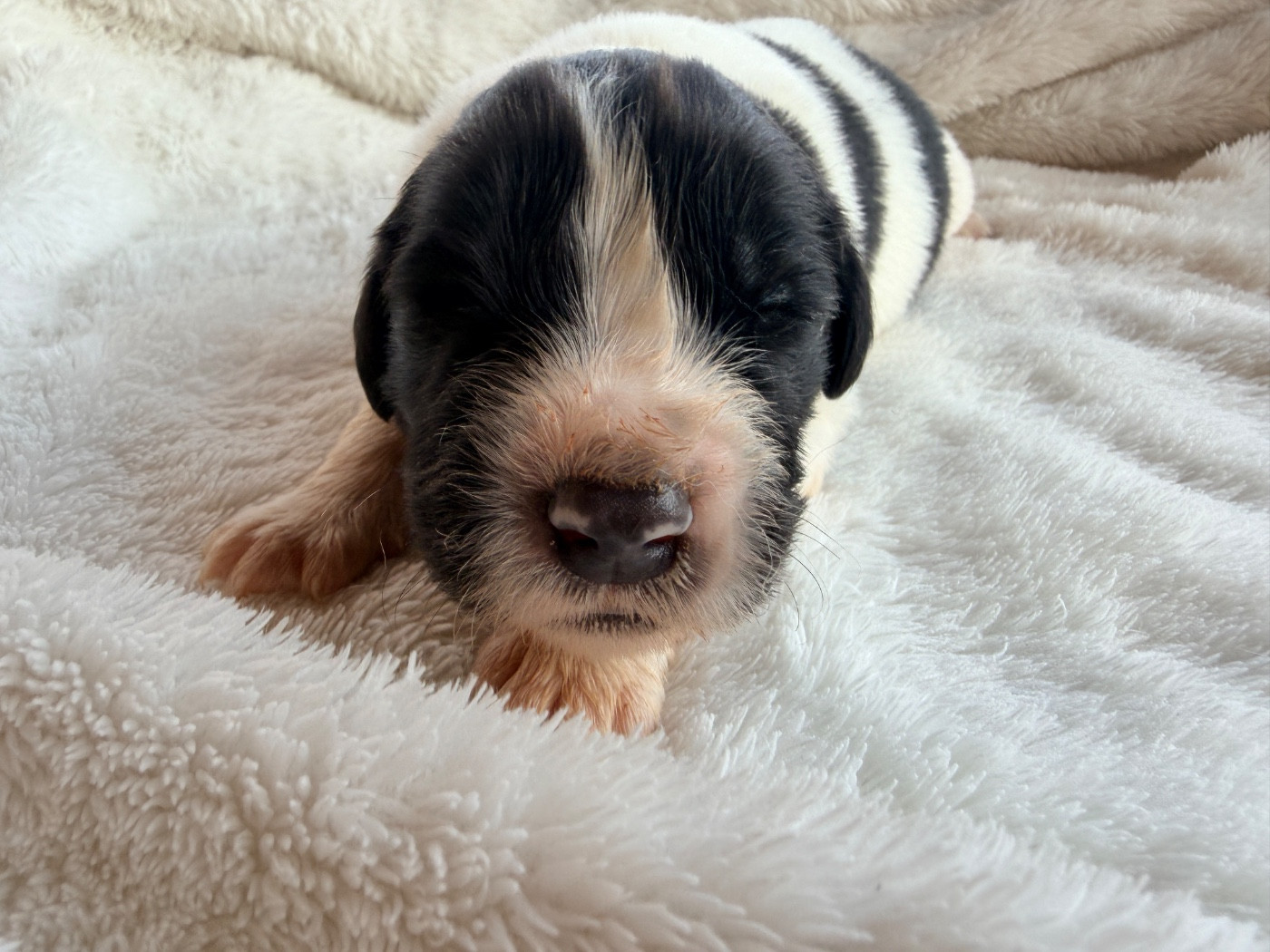 Des Pandas Des Terres Rouges - Chiots disponibles - Landseer type continental europeen