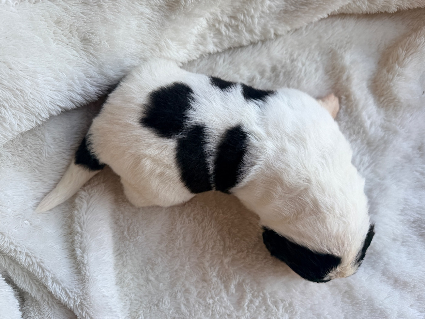 Des Pandas Des Terres Rouges - Chiots disponibles - Landseer type continental europeen