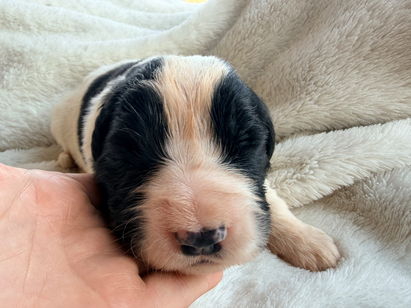Des Pandas Des Terres Rouges - Chiots disponibles - Landseer type continental europeen