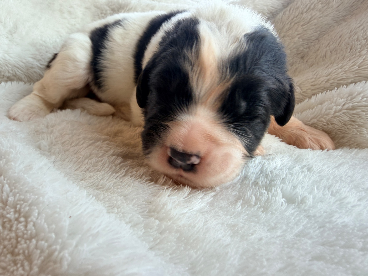 Des Pandas Des Terres Rouges - Chiots disponibles - Landseer type continental europeen