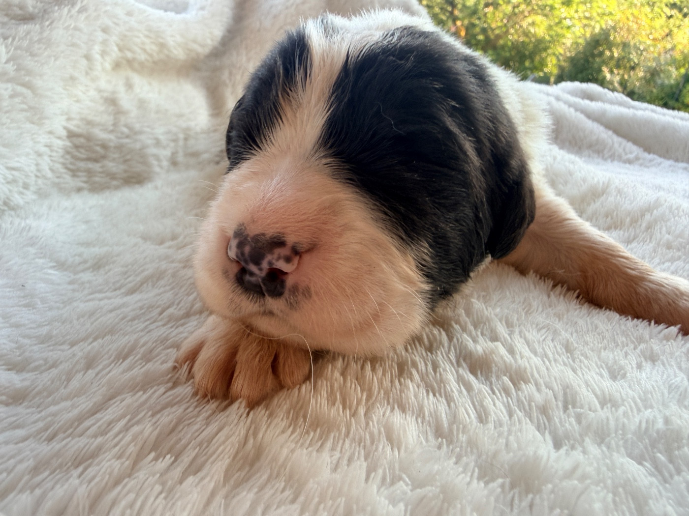 Des Pandas Des Terres Rouges - Chiots disponibles - Landseer type continental europeen
