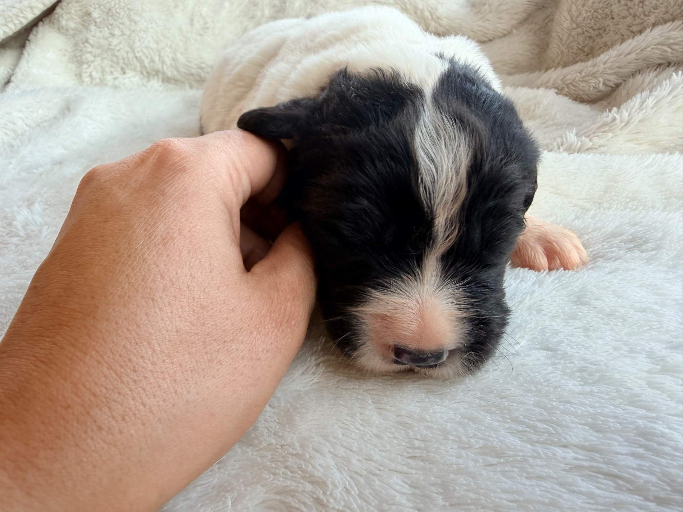 Des Pandas Des Terres Rouges - Chiots disponibles - Landseer type continental europeen