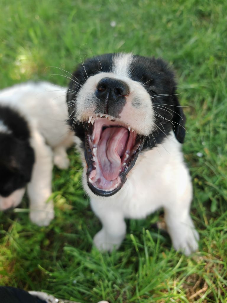 Des Pandas Des Terres Rouges - Chiots disponibles - Landseer type continental europeen