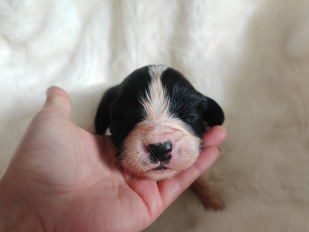 Des Pandas Des Terres Rouges - Chiots disponibles - Landseer type continental europeen