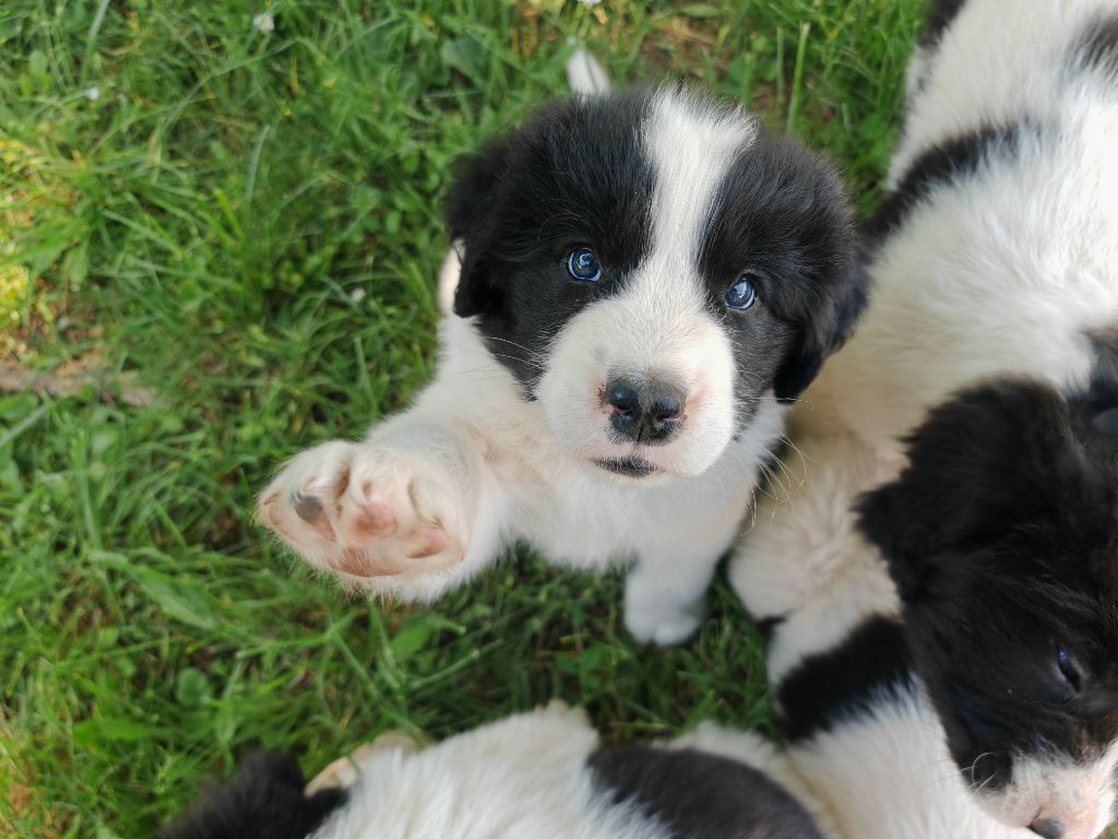 Des Pandas Des Terres Rouges - Chiots disponibles - Landseer type continental europeen