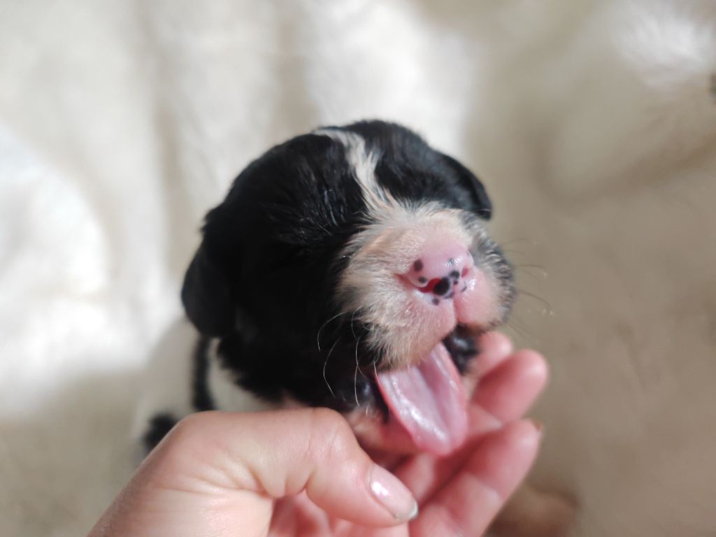 Des Pandas Des Terres Rouges - Chiots disponibles - Landseer type continental europeen