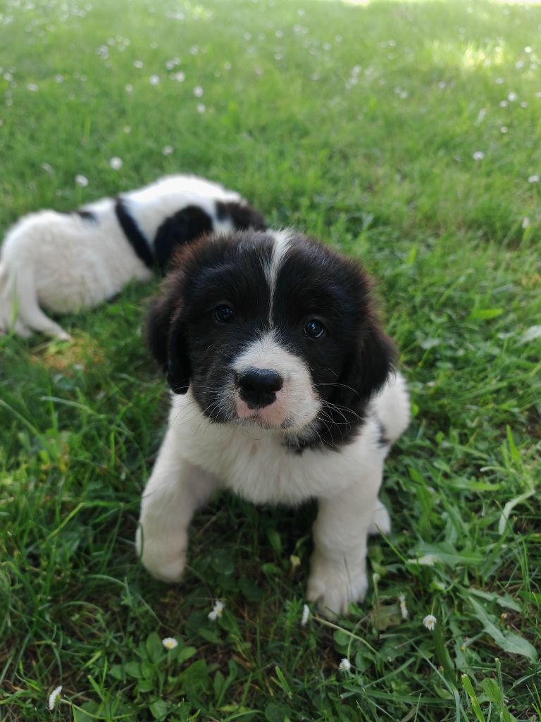 Des Pandas Des Terres Rouges - Chiots disponibles - Landseer type continental europeen