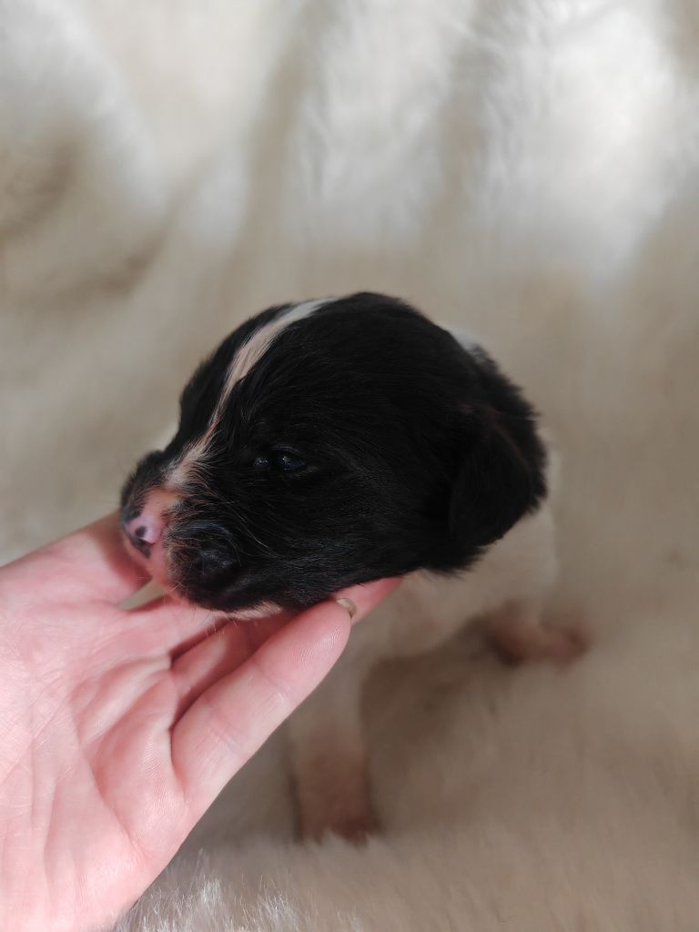 Des Pandas Des Terres Rouges - Chiots disponibles - Landseer type continental europeen