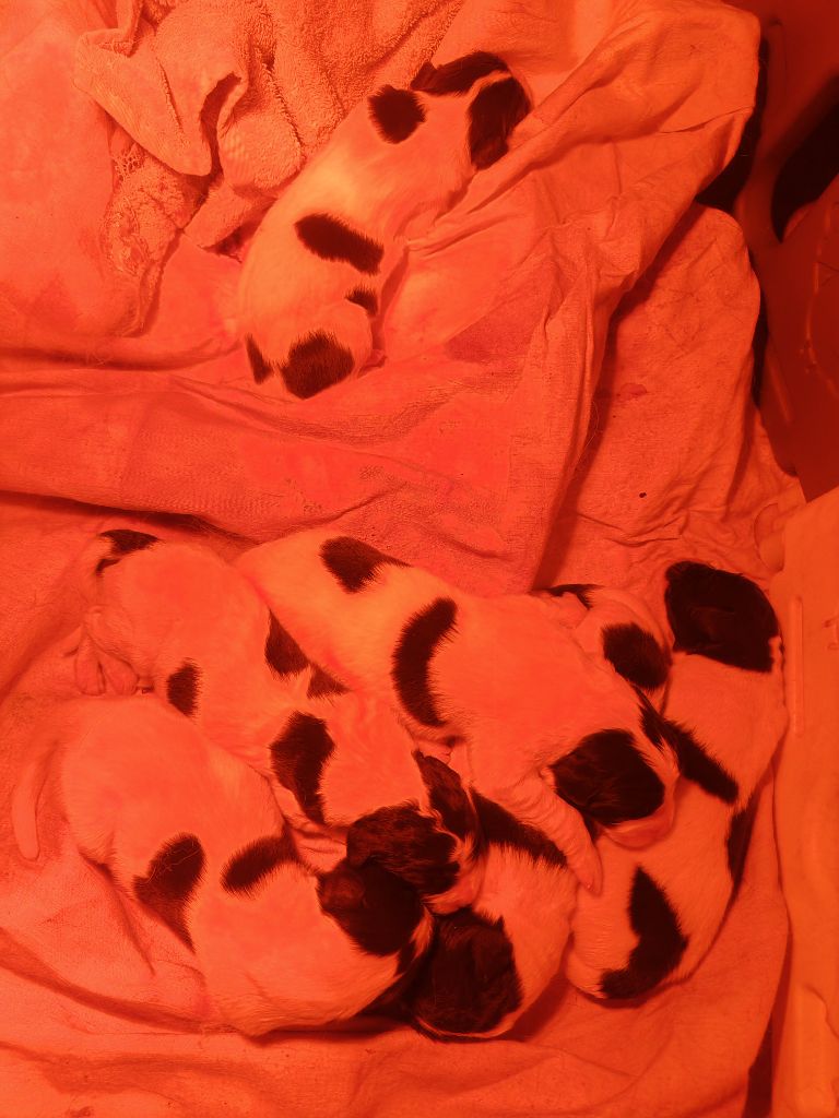 Chiot Landseer type continental europeen Des Pandas Des Terres Rouges