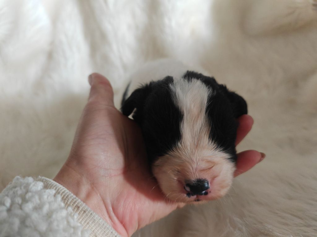 Des Pandas Des Terres Rouges - Chiots disponibles - Landseer type continental europeen