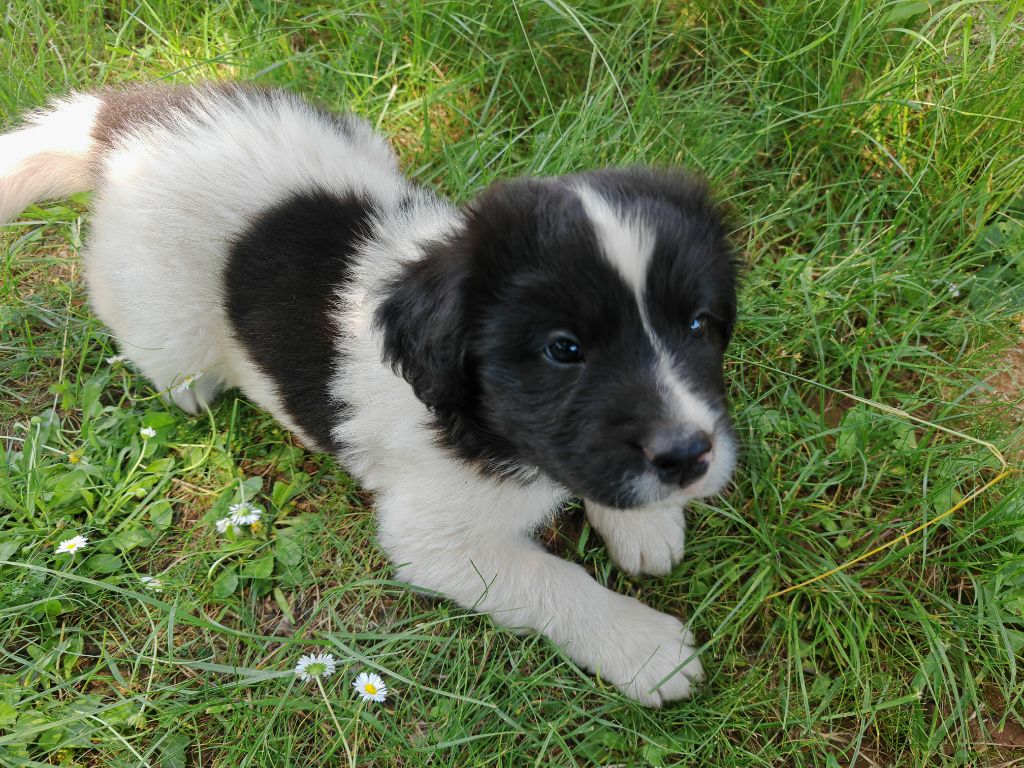 Des Pandas Des Terres Rouges - Chiots disponibles - Landseer type continental europeen